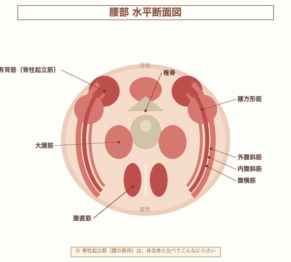 腰部水平断面図：脊柱起立筋の大きさ